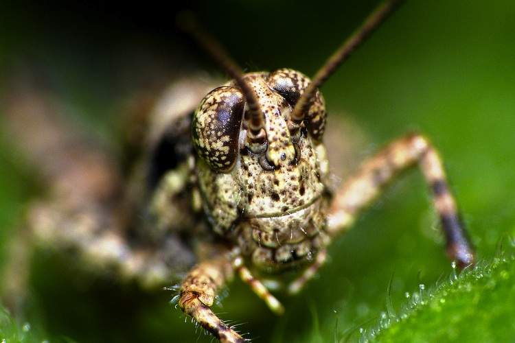 Close-up of a brown grasshopper's face