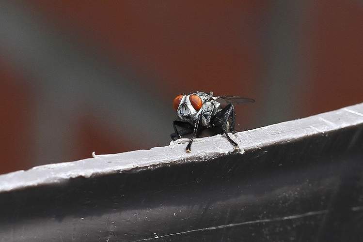 A fly sits on the edge of something
