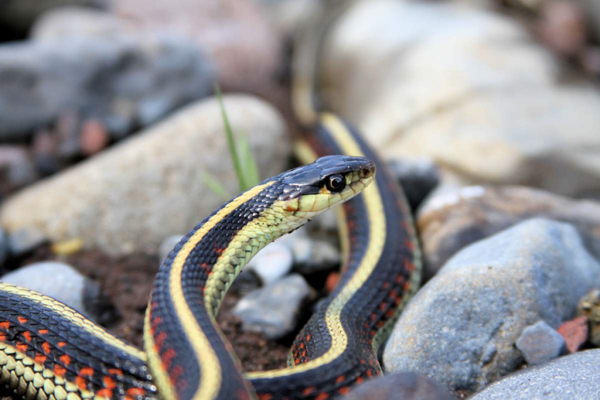 Close-up of a yellow and black snake