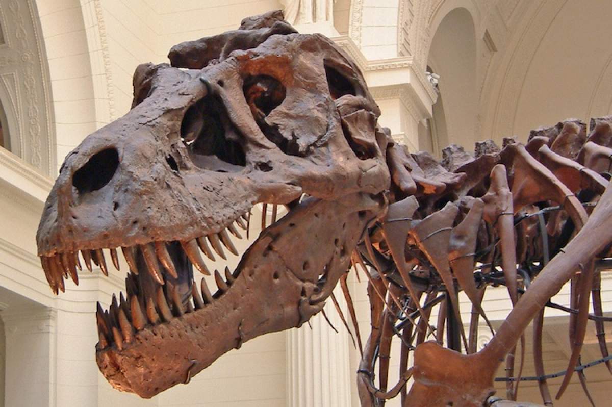 T. rex bones in a museum