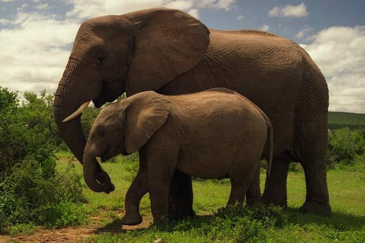 An adult and juvenile elephant stand together on green grass