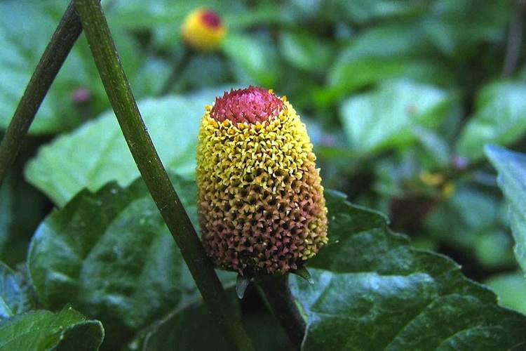 A close-up of the Acmella oleracea flower