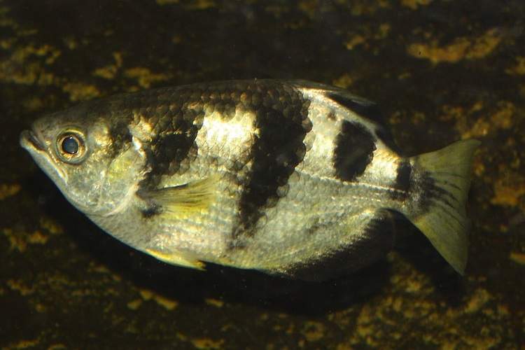A side view of a silver and black archer fish