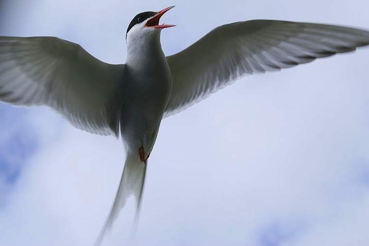 An artic tern in flight