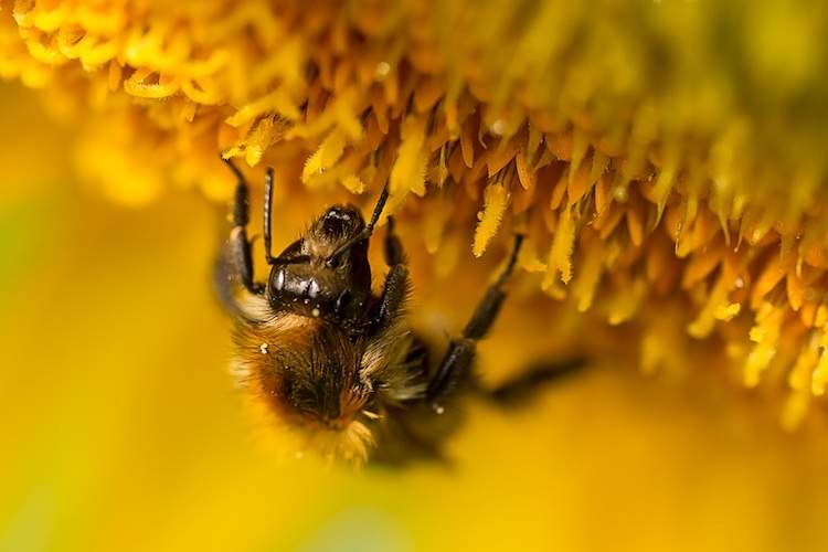 Close-up of bee hanging upside down from a flower