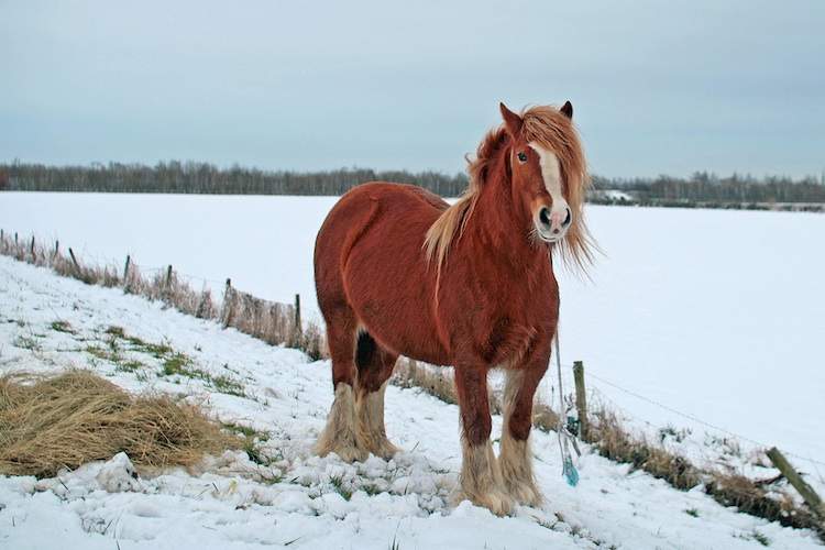 A reddish horse with a flowing blonde mane stands in the snow