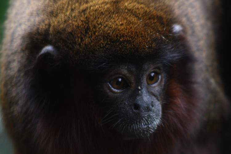 Close-up of a titi monkey's face