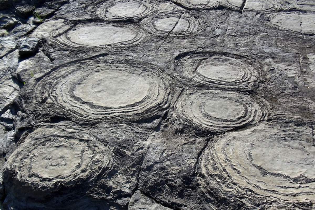 Grey-colored, circular stromatolites