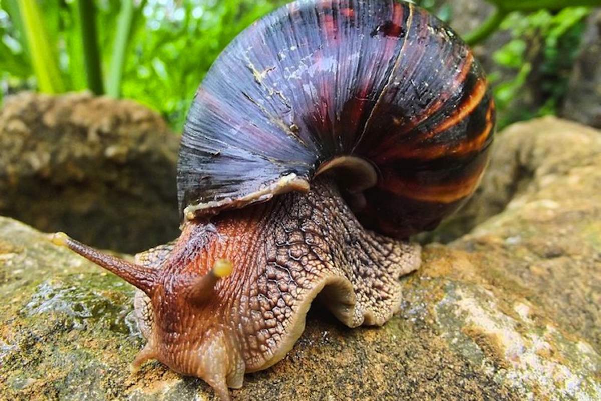 A giant African land snail crawls on a log