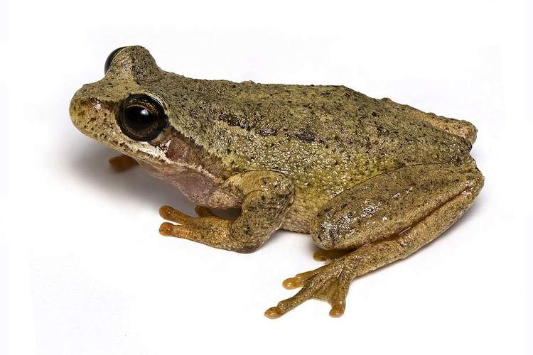 A brown frog against a white background.