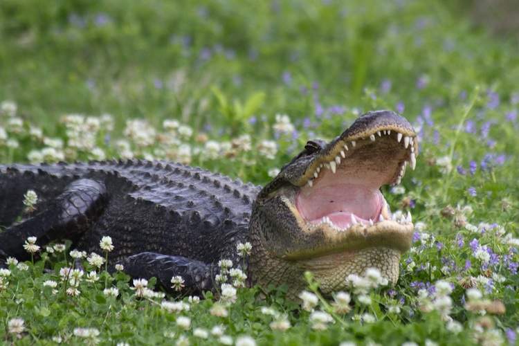 An alligator lays in flowers and grass with mouth open wide.