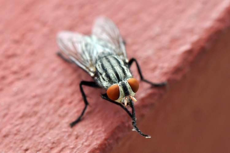 A fruit fly with bright red eyes sits on a red wall.