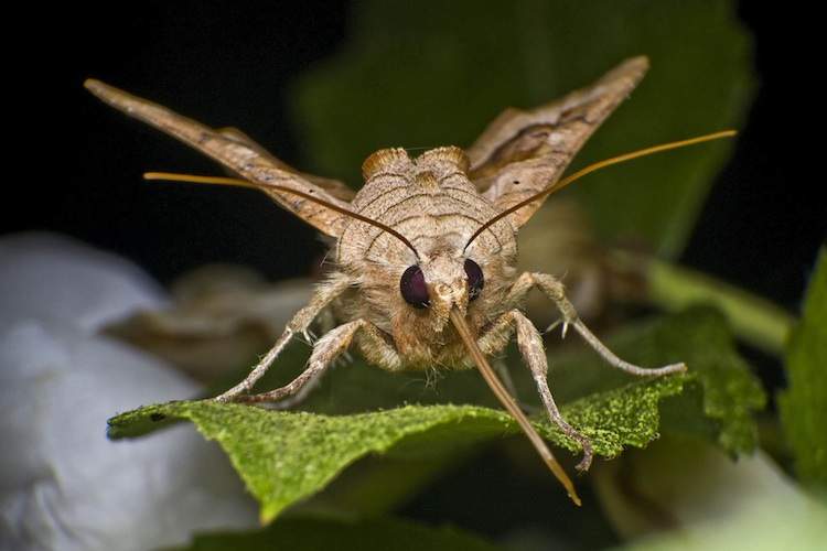 Macro image of a moth facing the camera