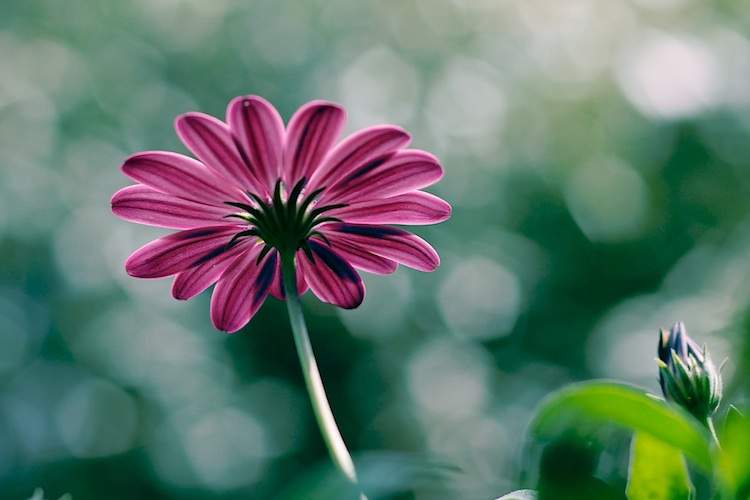 A pink flower stands out against an out-of-focus background.