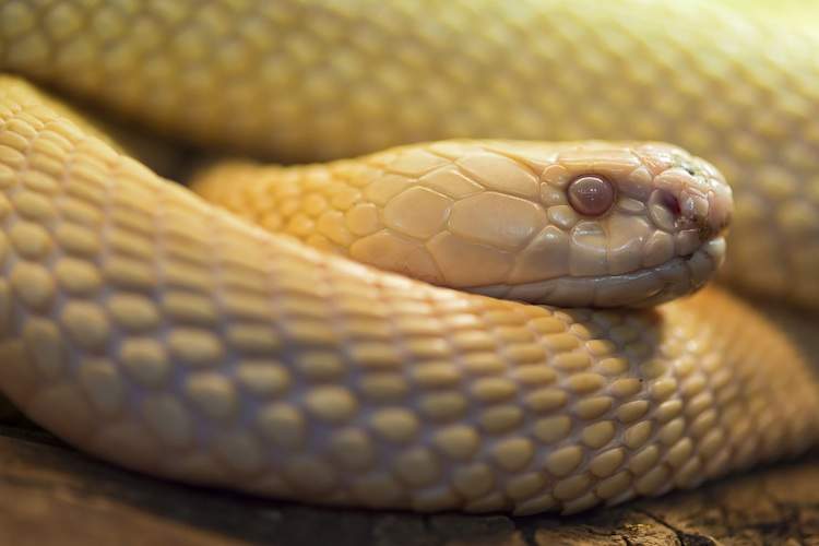 Close up of an albino snake