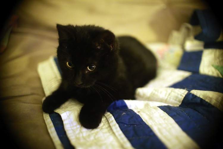 Black kitten sitting on a blue and white towel