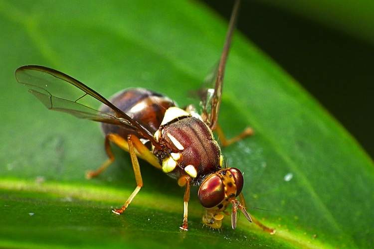 Fruit flies learn behavior from other fruit flies.