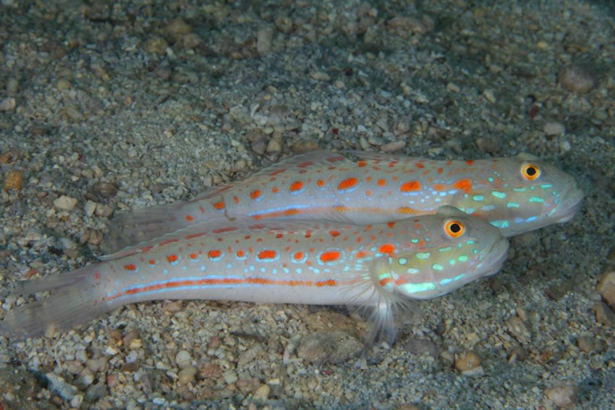 Two colorful gobies side-by-side