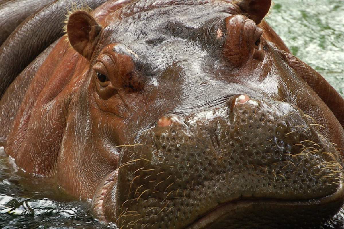 Do Hippos Swim? | A Moment of Science - Indiana Public Media