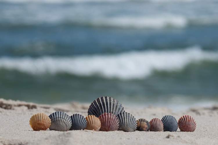 Several scallop shells lined up on a beach
