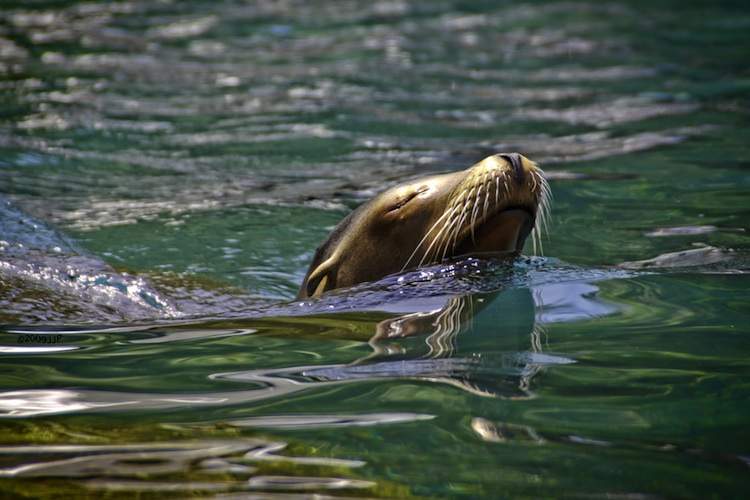 A sealion swims with its nose poking out of the water