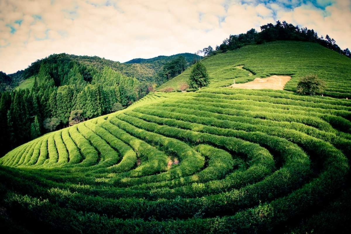 Terraced green tea farm