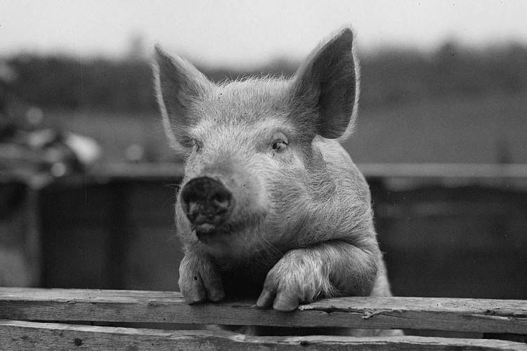 A black and white photo of a pig with it's arms resting on the top of a fence
