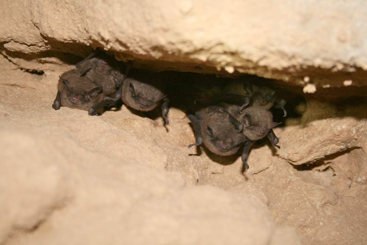 Indiana bats hibernating in a crevice.