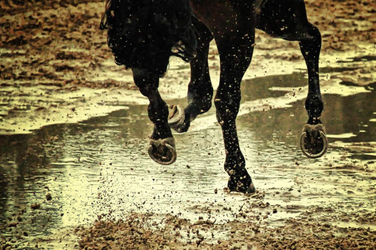 Horse with horseshoes gallops through muddy terrain