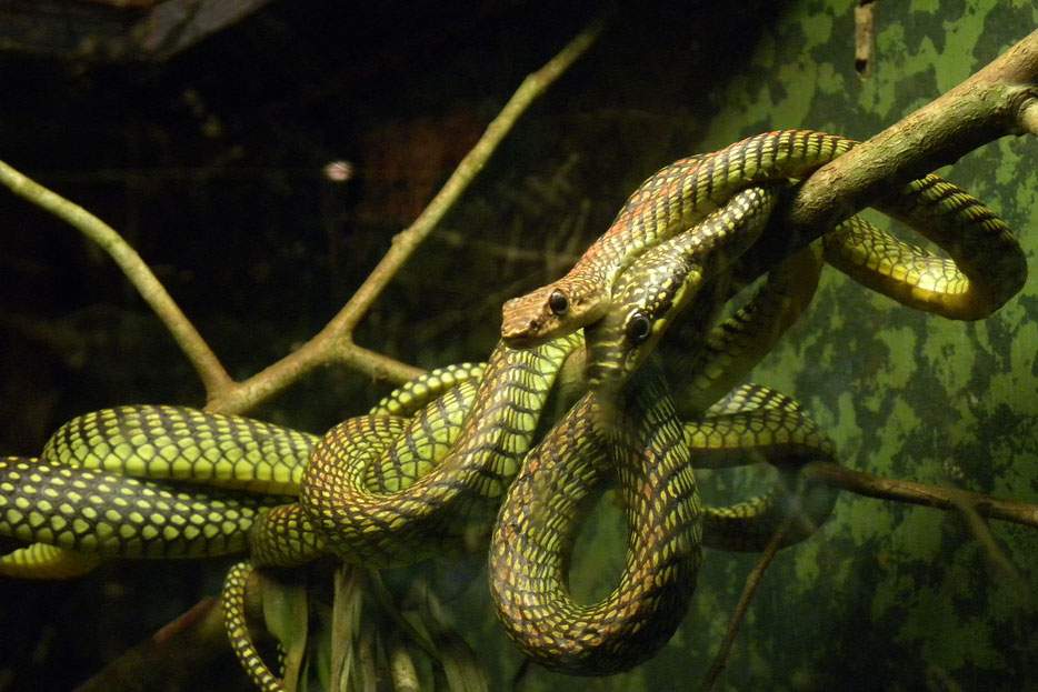 Paradise tree snakes coiled around a branch