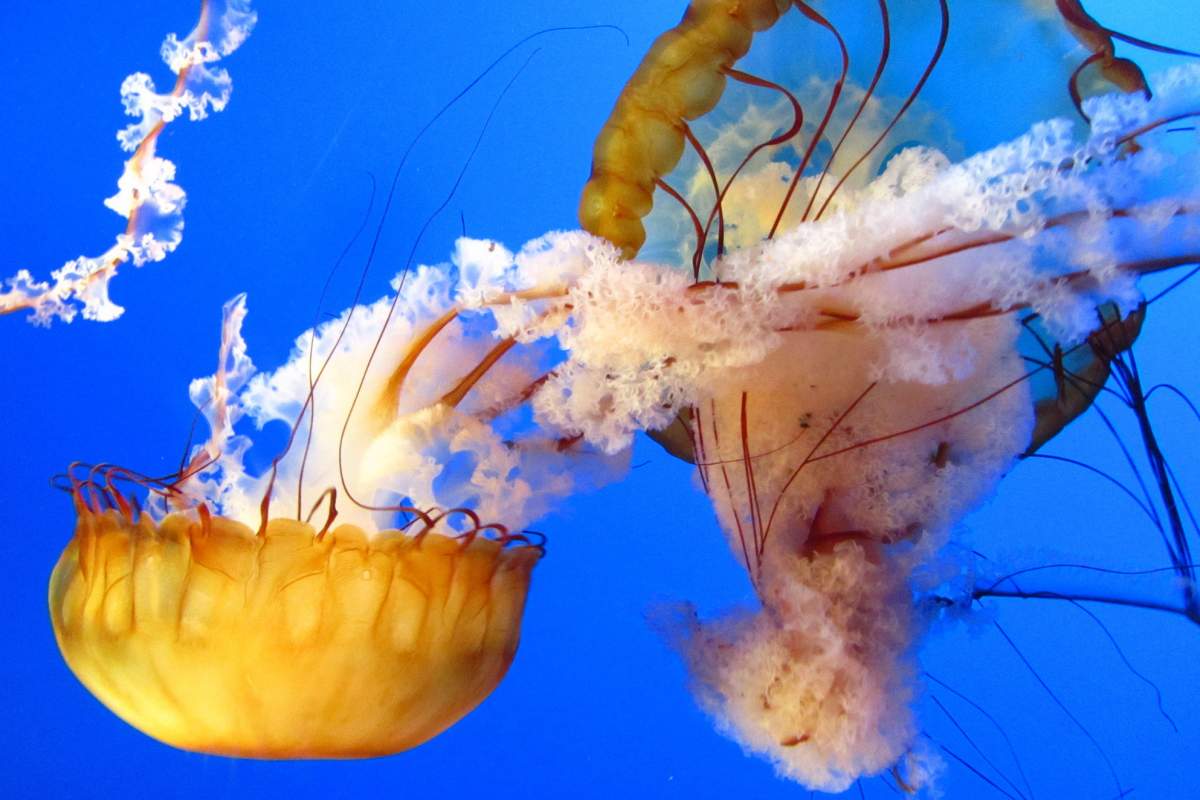 two jellyfish swim next to each other