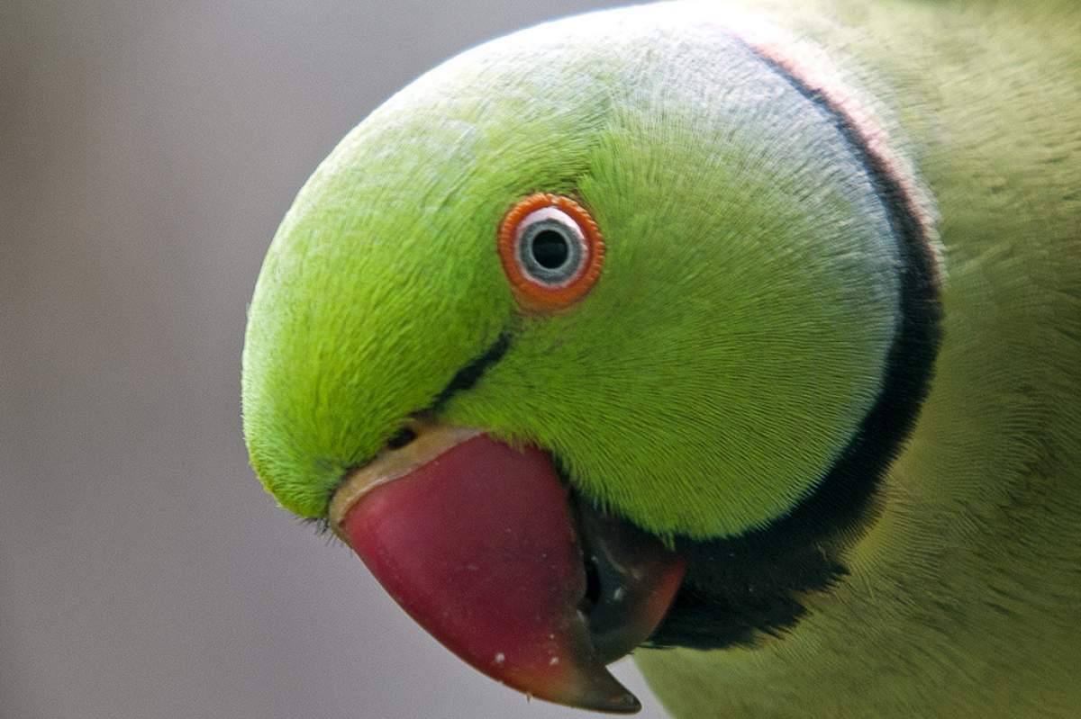 a up-close shot of a rose-ring parakeet's head
