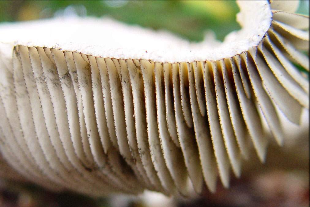 gills from a mushroom cap