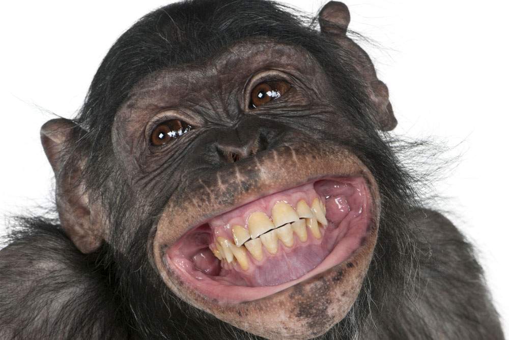 Smiling young chimp