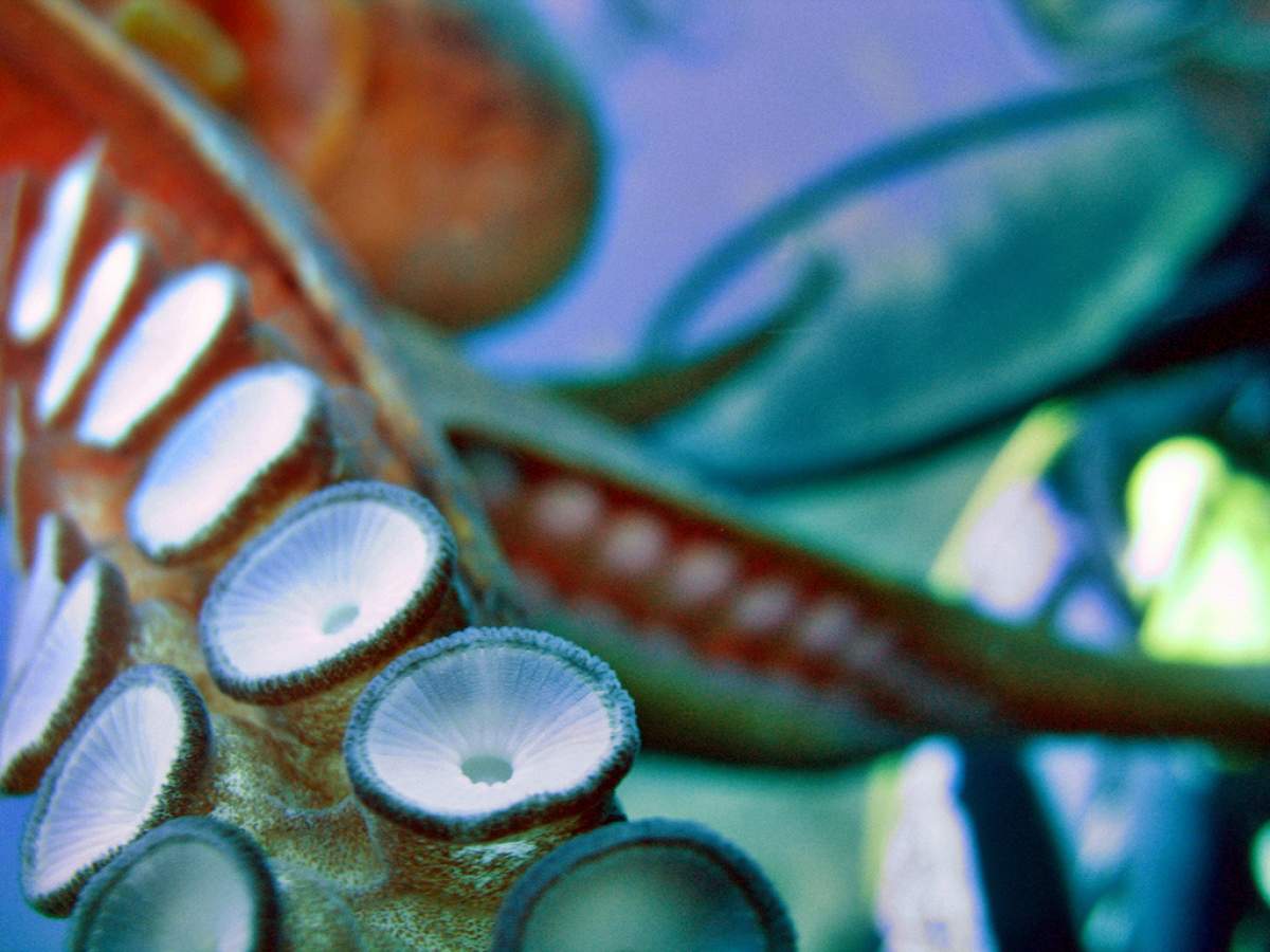 octopus tentacle with suction cups