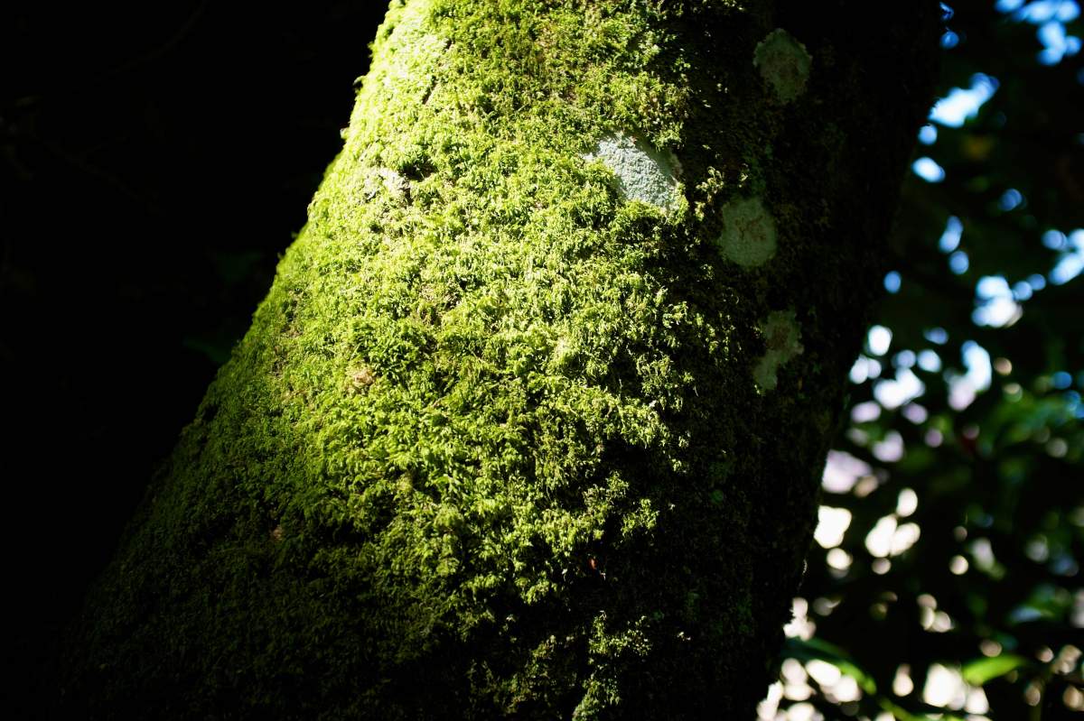 mossy tree trunk