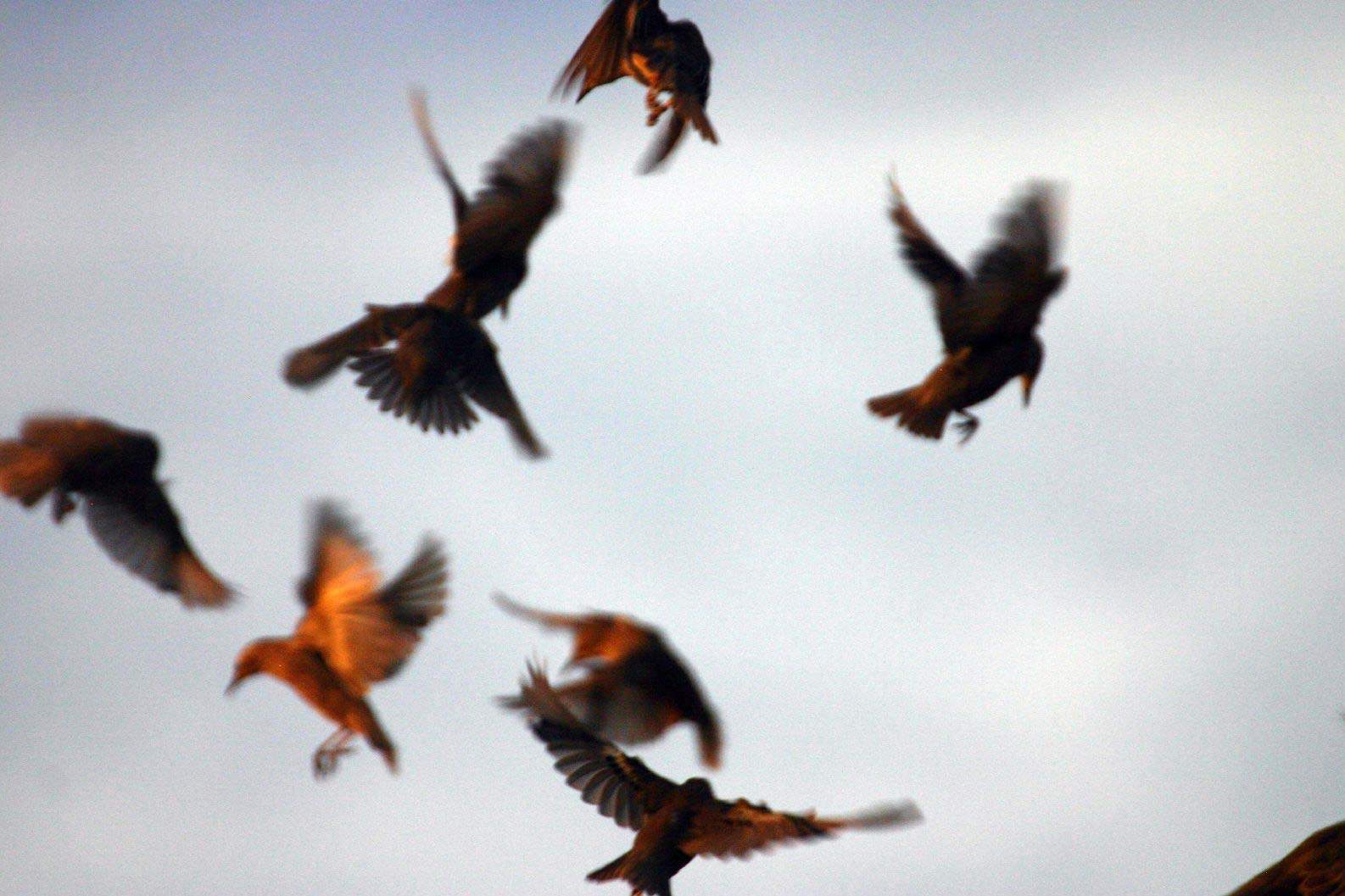 starlings flying in strange pattern