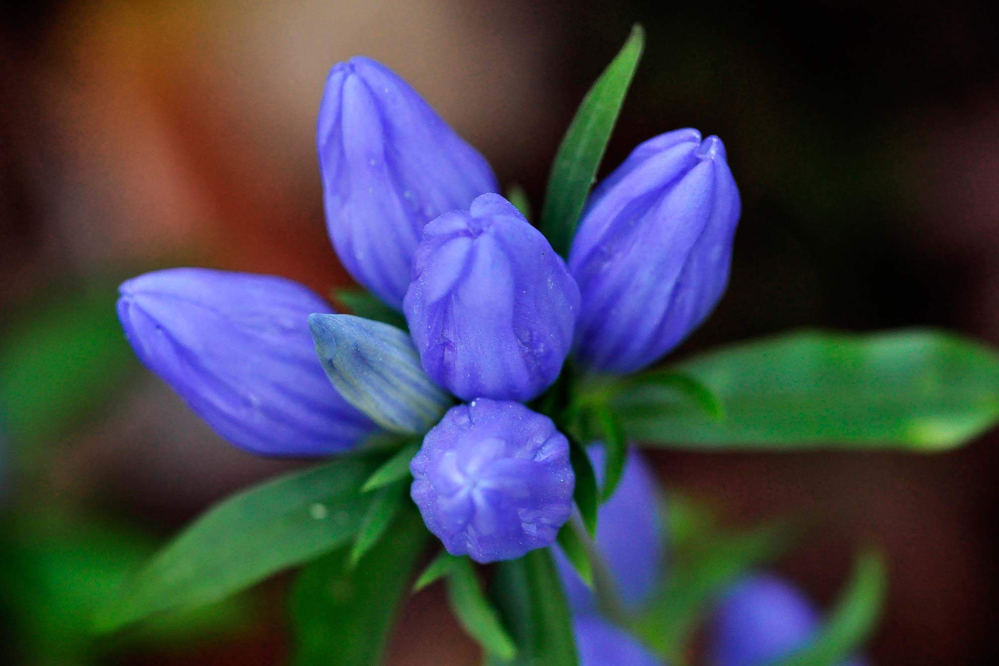 gentian with closed petals