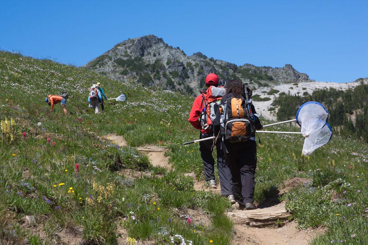 Five people carrying butterfly nets hike up a grassy hill by a mountain.