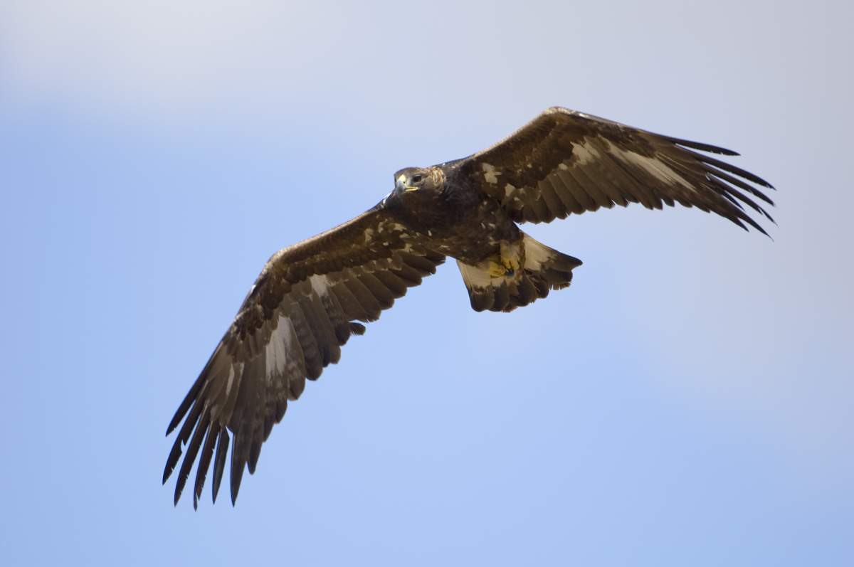 A golden eagle in the sky with its wings spread.