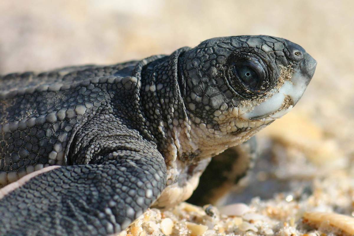 leatherback turtle hatchling on the beach