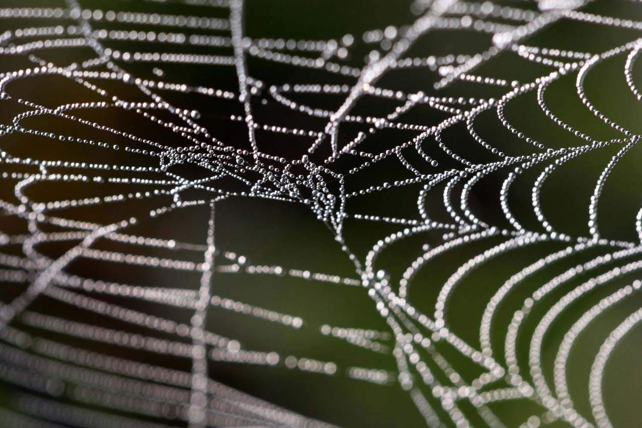 spider web covered with morning dew