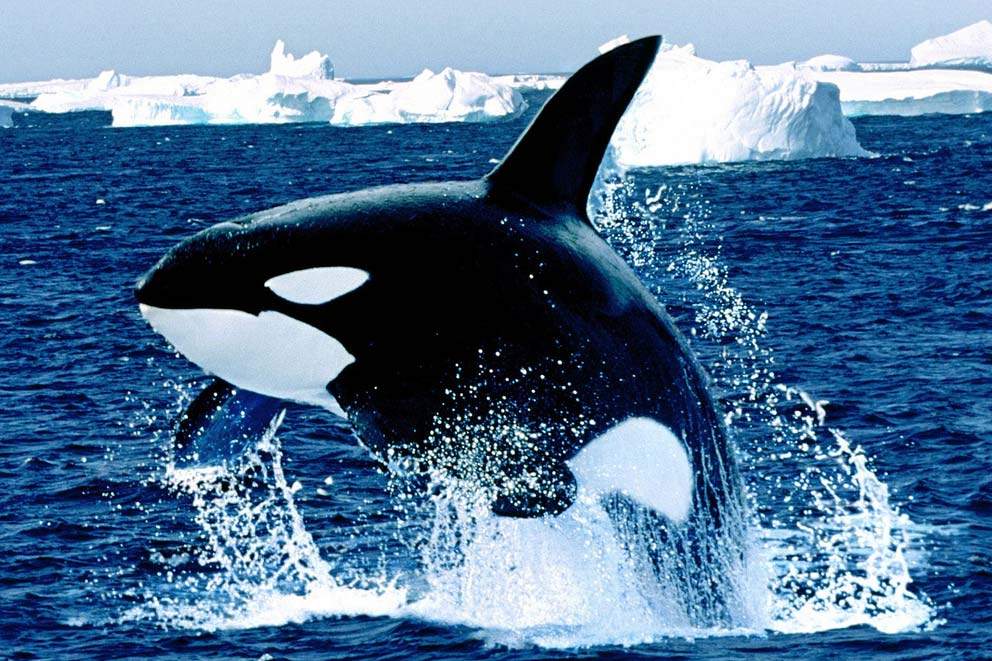 Orca emerges from Arctic waters