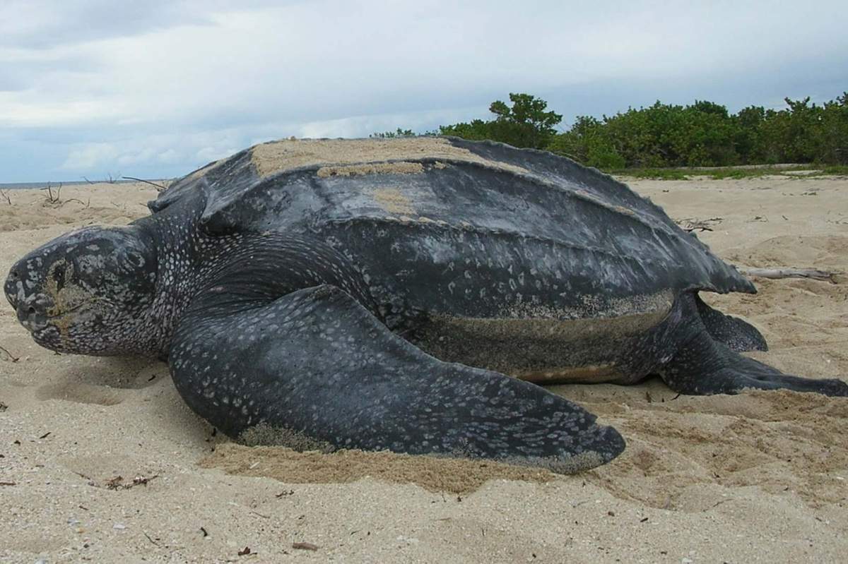 leatherback sea turtle, beachside