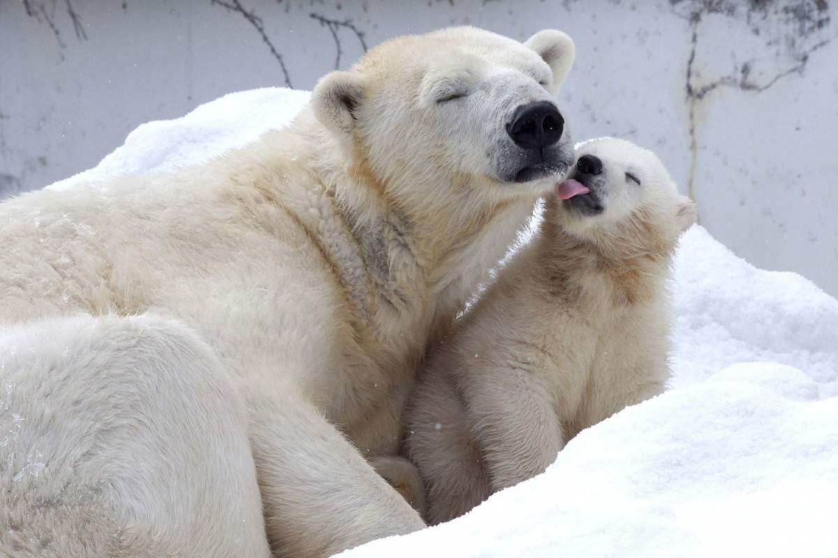 polar bear mother and pup