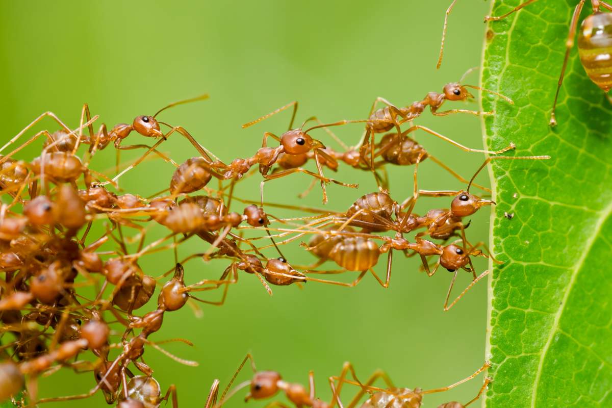 ants form ant bridge to reach leaf destination