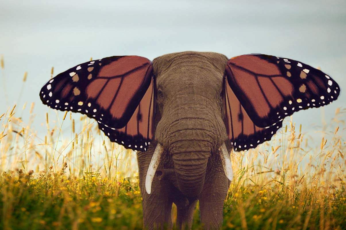 elephant with butterfly wings for ears