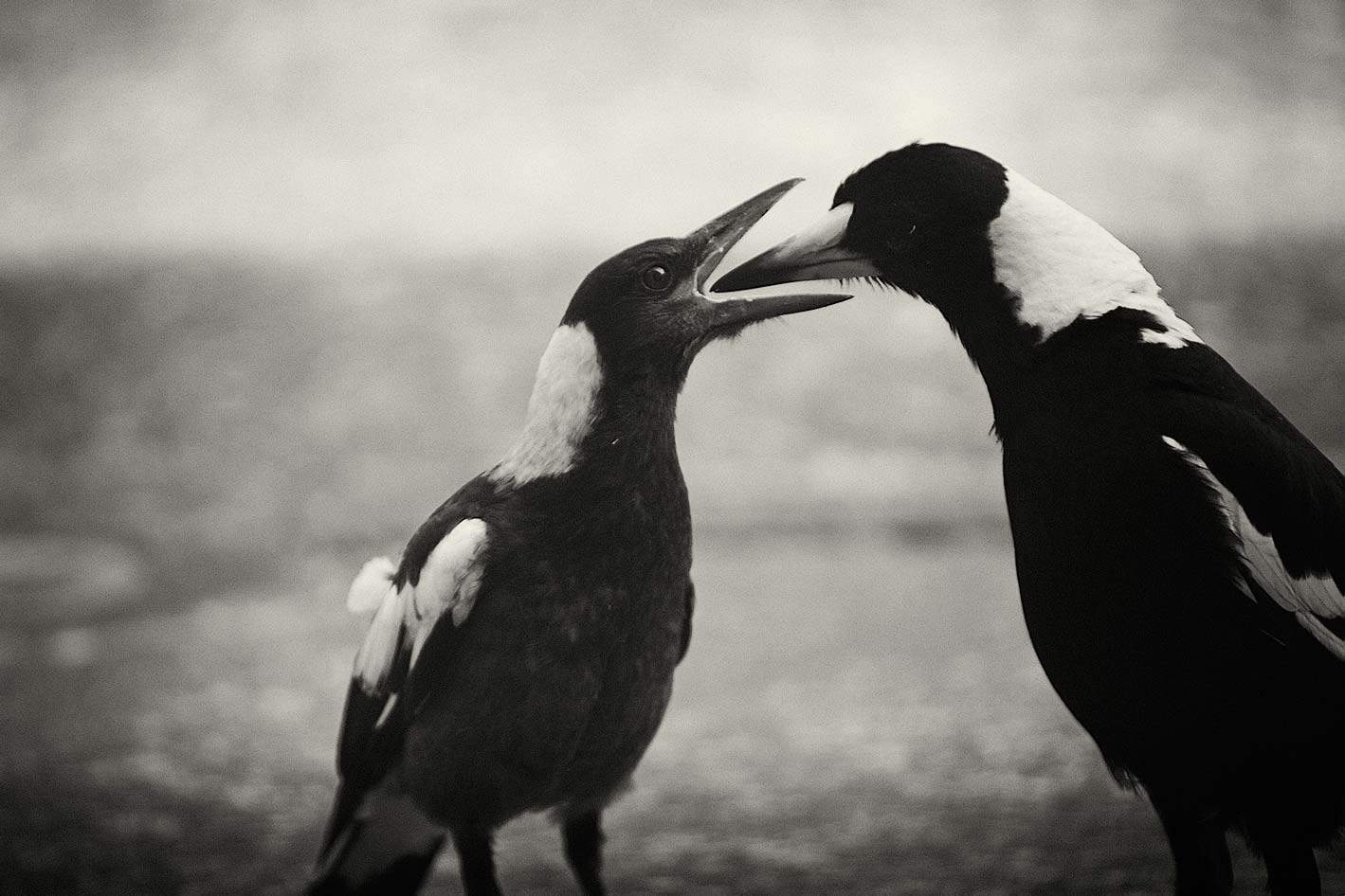 two magpies, one with beak inside other's