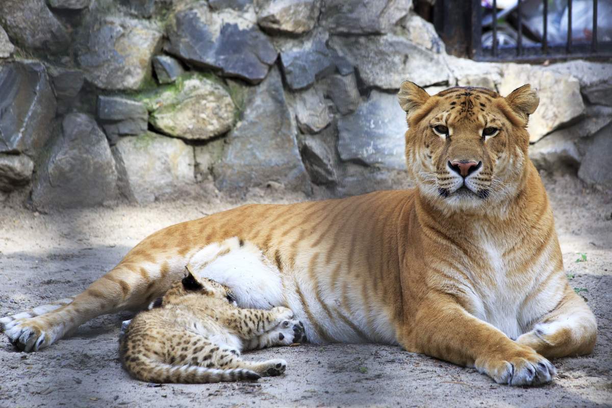 A liger—the hybrid offspring of a lion and tiger—from a zoo.