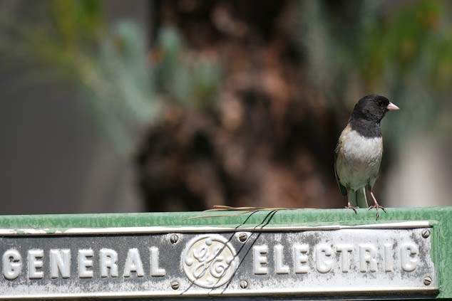 male junco in urban setting (on General Electric sign)